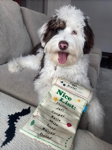 Sandler F1 Mini Aussiedoodle of Star & Goose